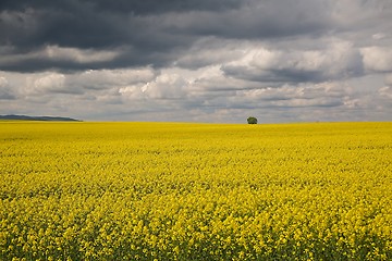 Image showing Rapeseed field landscape