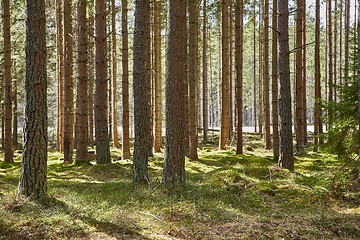 Image showing Forest of Pines