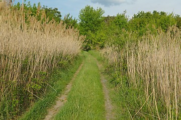 Image showing Green towards the woods