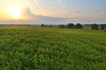 Image showing Agircutural landscape in sunlight