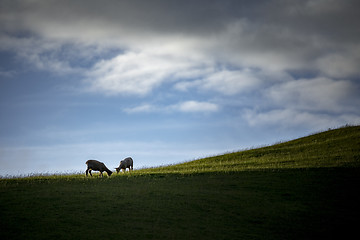 Image showing two sheep on a green meadow