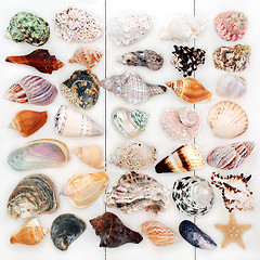 Image showing Large Seashell Collection