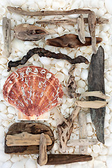 Image showing Driftwood Scallop and Seashell Background 