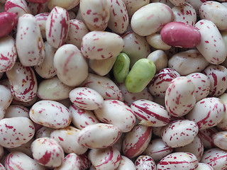 Image showing Crimson beans legumes vegetables