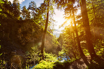 Image showing Green forest with sunrays