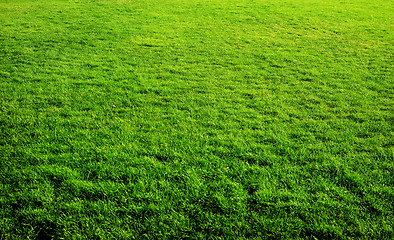 Image showing Green grass background