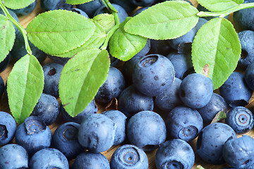 Image showing Bilberry Close Up