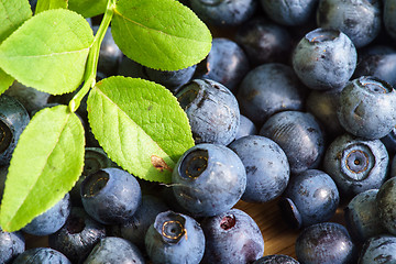 Image showing Bilberry Close Up