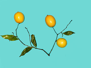 Image showing The fresh lemons on blue background