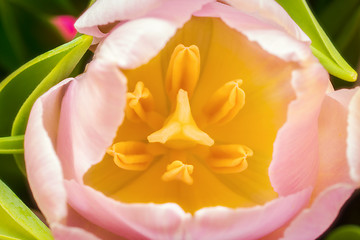 Image showing Pistils in a flower of tulip, macro