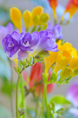 Image showing Bouquet of freesias flowers 