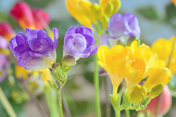 Image showing Bouquet of freesias flowers 