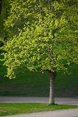 Image showing Green tree in a park