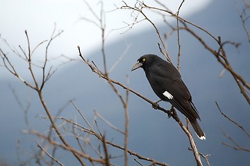 Image showing Bird on tree