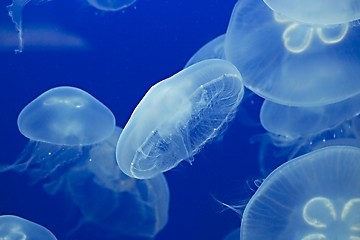 Image showing Jellyfish Drifting Background