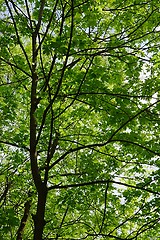 Image showing Spring Green Leaves