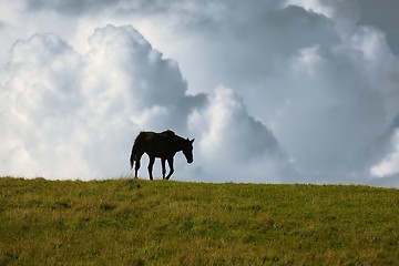 Image showing Black horse on the horizon