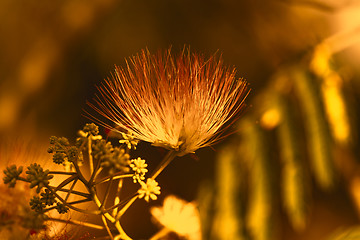 Image showing Flowers of acacia