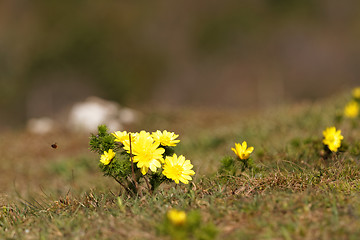 Image showing Yellow flower