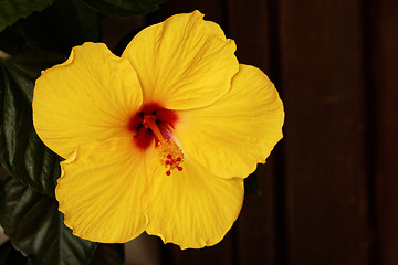 Image showing Yellow flower