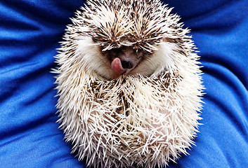 Image showing Cute hedgehog