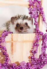 Image showing A cute little hedgehog - ( African white- bellied hedgehog )