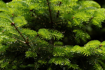 Image showing Fir tree