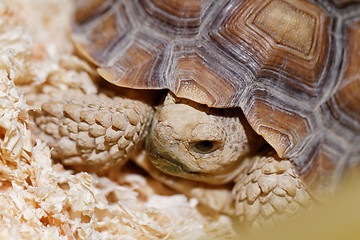 Image showing African Spurred Tortoise