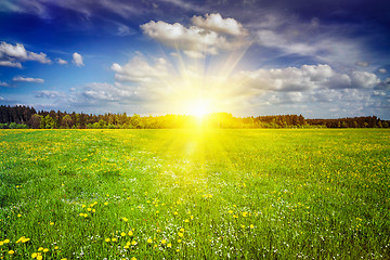 Image showing Green meadow with grass in summer