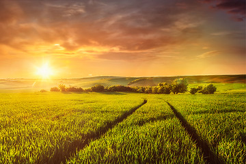 Image showing Sunset in field