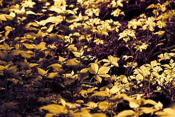 Image showing Undergrowth