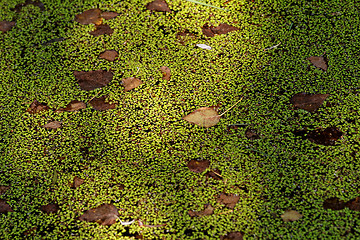 Image showing Duckweed