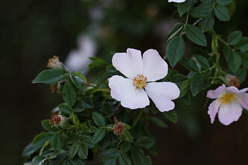 Image showing Rosehip flower