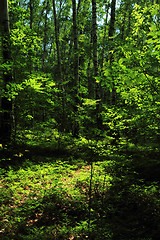 Image showing green forest background