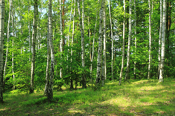 Image showing green birch forest