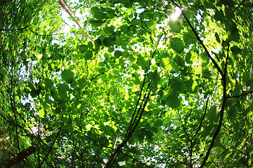 Image showing green forest background