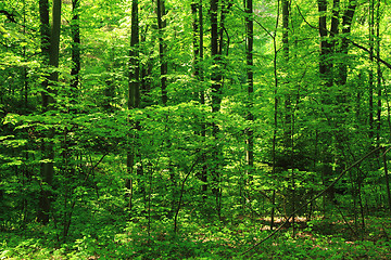 Image showing green forest background