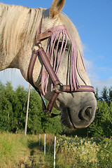 Image showing Horse's face