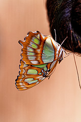 Image showing Red lacewing butterfly (lat. Cethosia biblis)