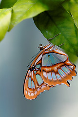 Image showing Red lacewing butterfly (lat. Cethosia biblis)