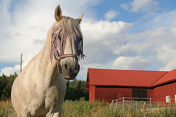 Image showing Gambler the horse