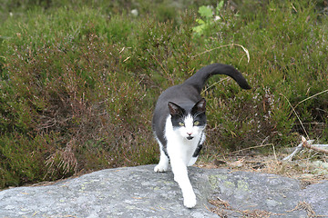 Image showing Black and white cat