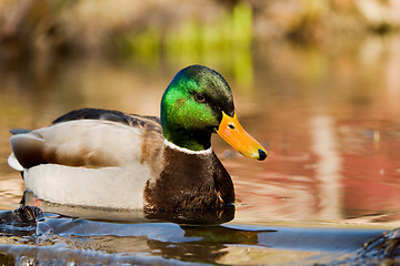 Image showing Mallard or wild duck (male)