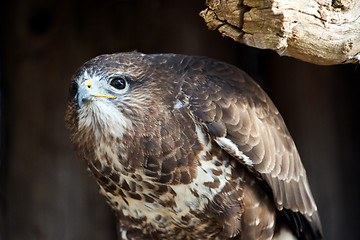 Image showing Common buzzard