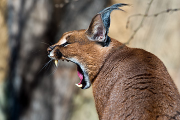 Image showing Yawning caracal