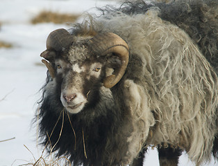 Image showing Sheep