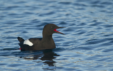 Image showing Black Guillemot