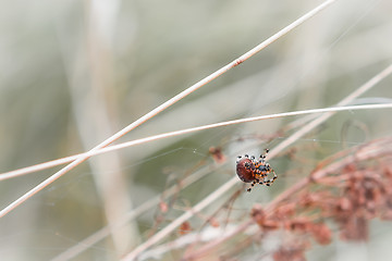 Image showing Spider Weaves A Web