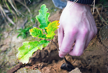 Image showing Planting Oak Seedling