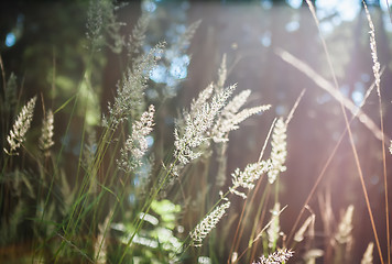 Image showing Natural Blurred Bokeh Background